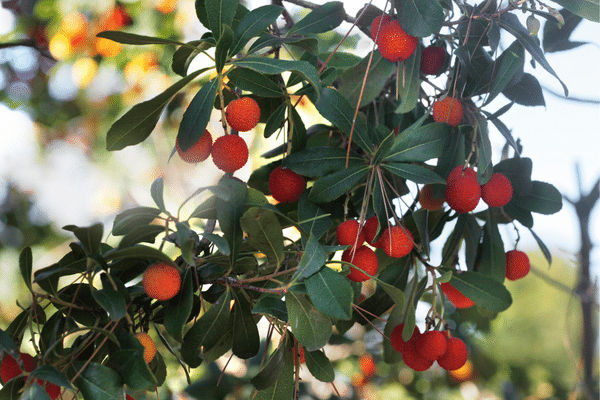 Is Madrone Good Firewood - Should You Burn Arbutus?