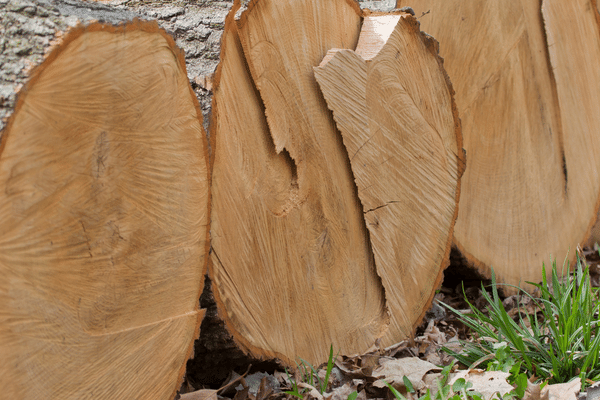 White Oak Logs